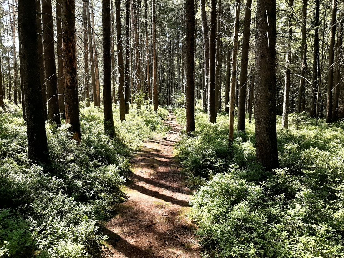 Weg durch die Rottauer Filze
