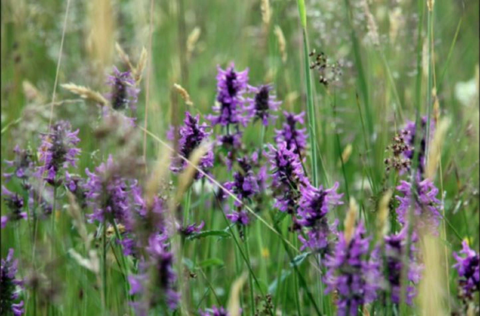 blumen_7