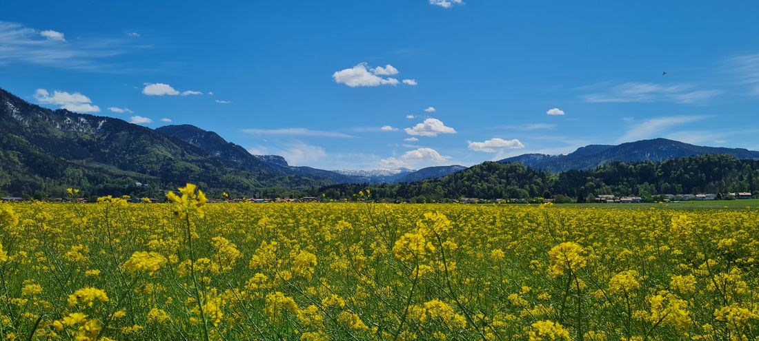 Rapsblüte