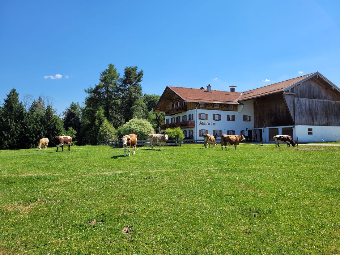 Maurer Hof Milchkühe
