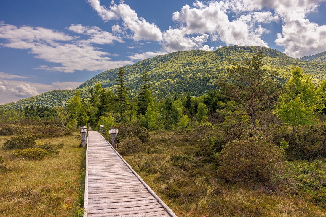 Moorerlebnisweg in Grassau
