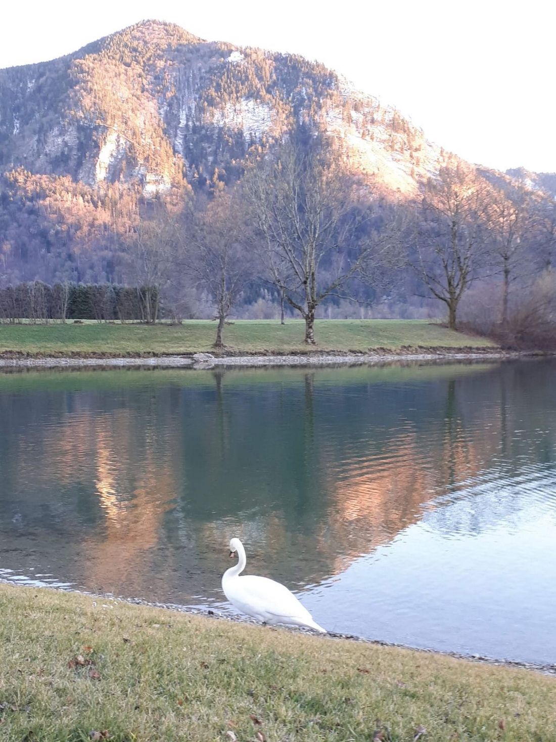 Reifinger See