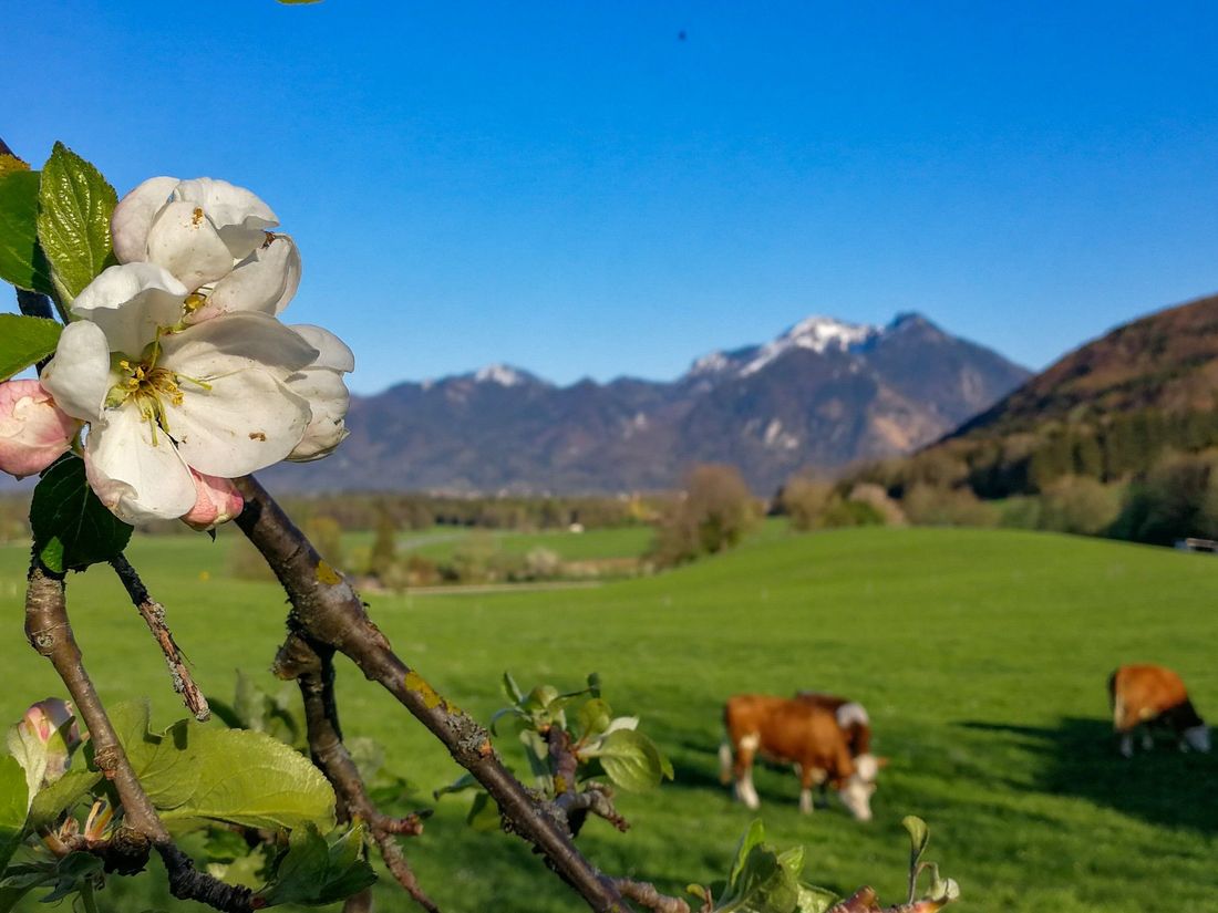 Kühe