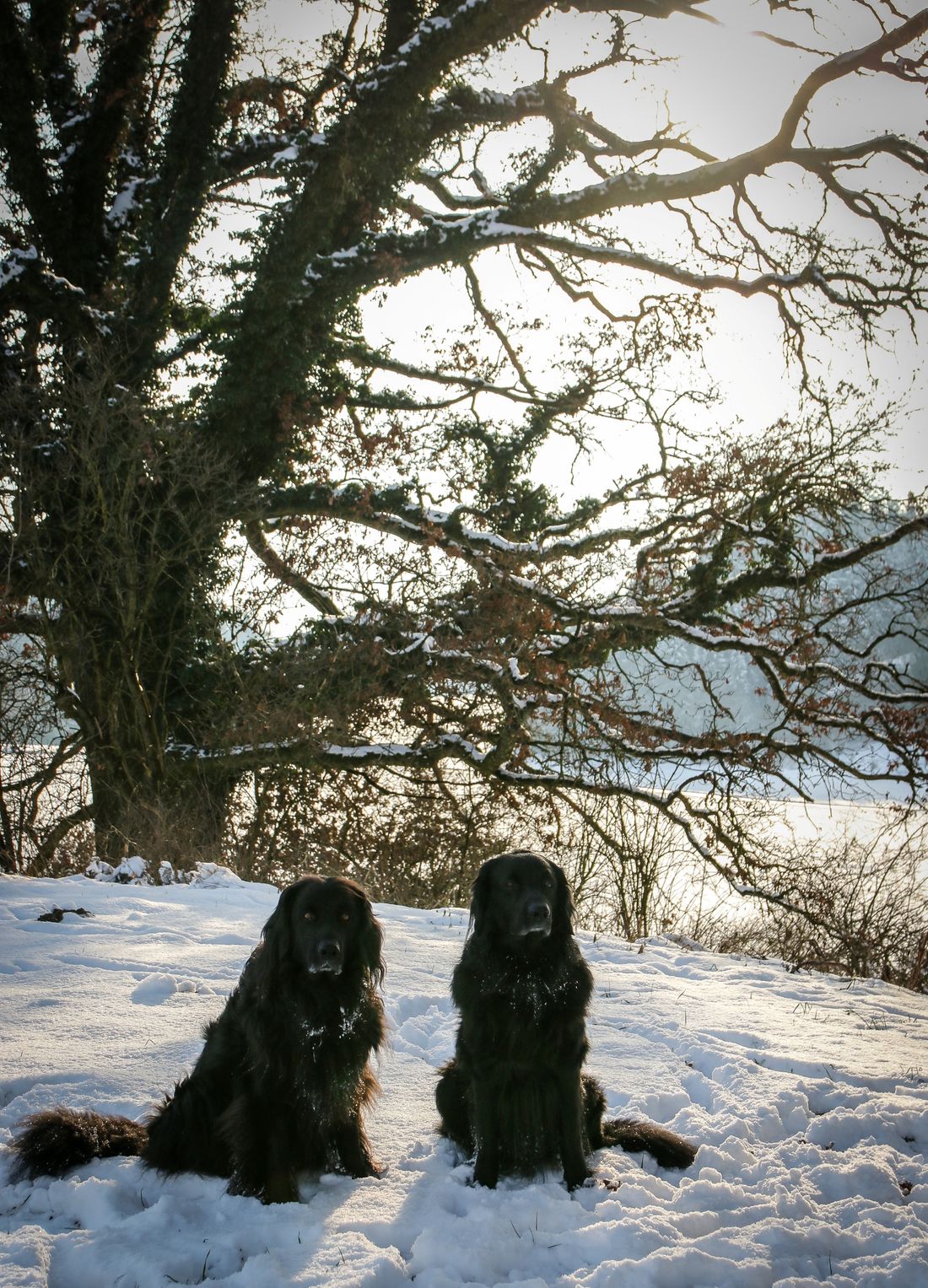 Winterparadies für Hunde