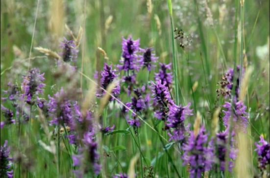 blumen_7