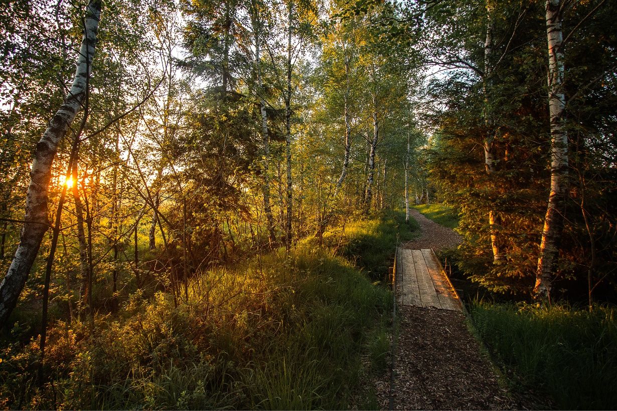 Abend in der Kendlmühlfilze
