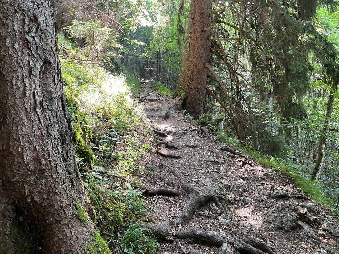 Steig zur Staudacher Alm