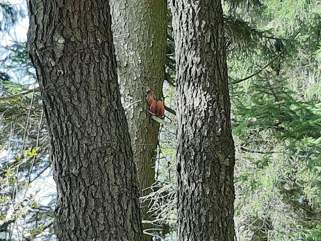 Eichhörnchen sind sehr gute Kletterer
