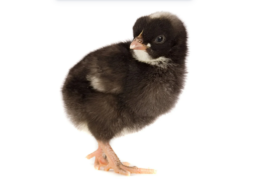 Rund ums Huhn.pngKräuterworkshop