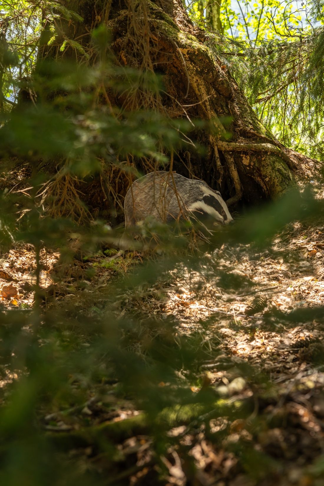 Tier auf dem Waldtierweg