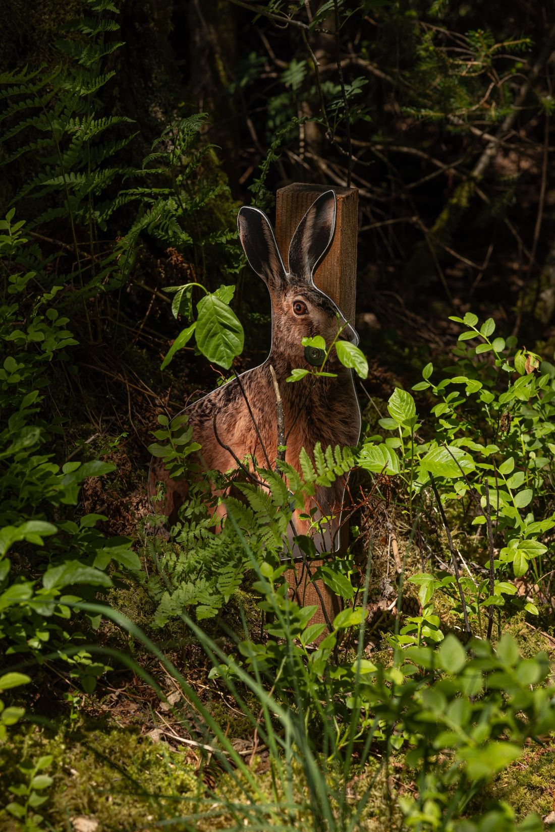 Hase im Waldtierweg Rottau