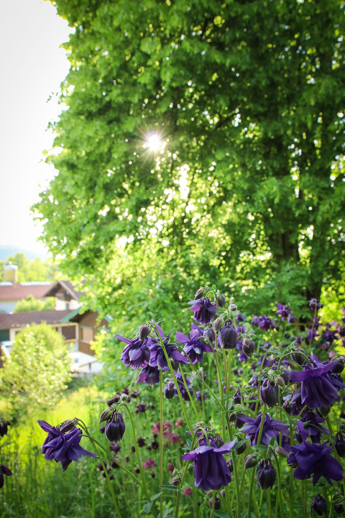 Herrliche Abendstimmung im Garten
