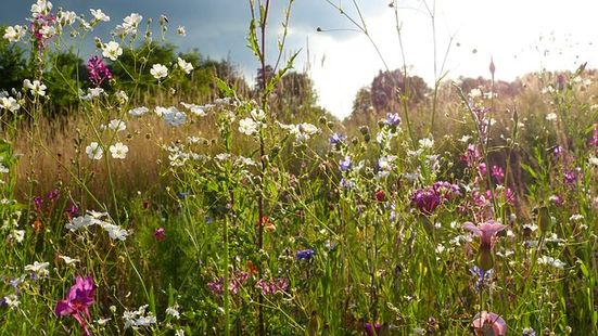 Wildblumenwiese