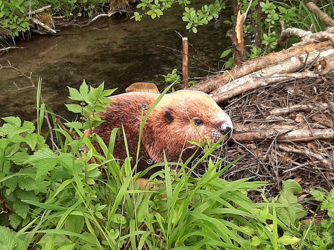 Biber bauen ihre Burgen im Wasser